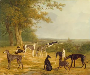 Ni greyhounds i et landskap